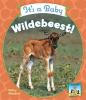It_s_a_baby_wildebeest_
