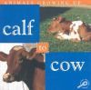 Calf_to_cow