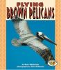 Flying_brown_pelicans