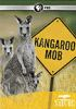 Kangaroo_mob