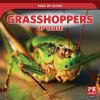 Grasshoppers_up_close