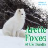 Arctic_foxes_of_the_tundra