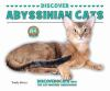 Discover_Abyssinian_cats