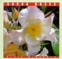Shrub_roses